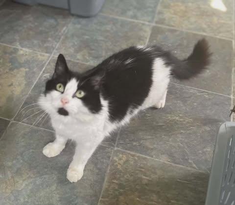 Enlarge Trudi, a ADOPTABLE Domestic Long Hair in Fulton, NY image 3/3