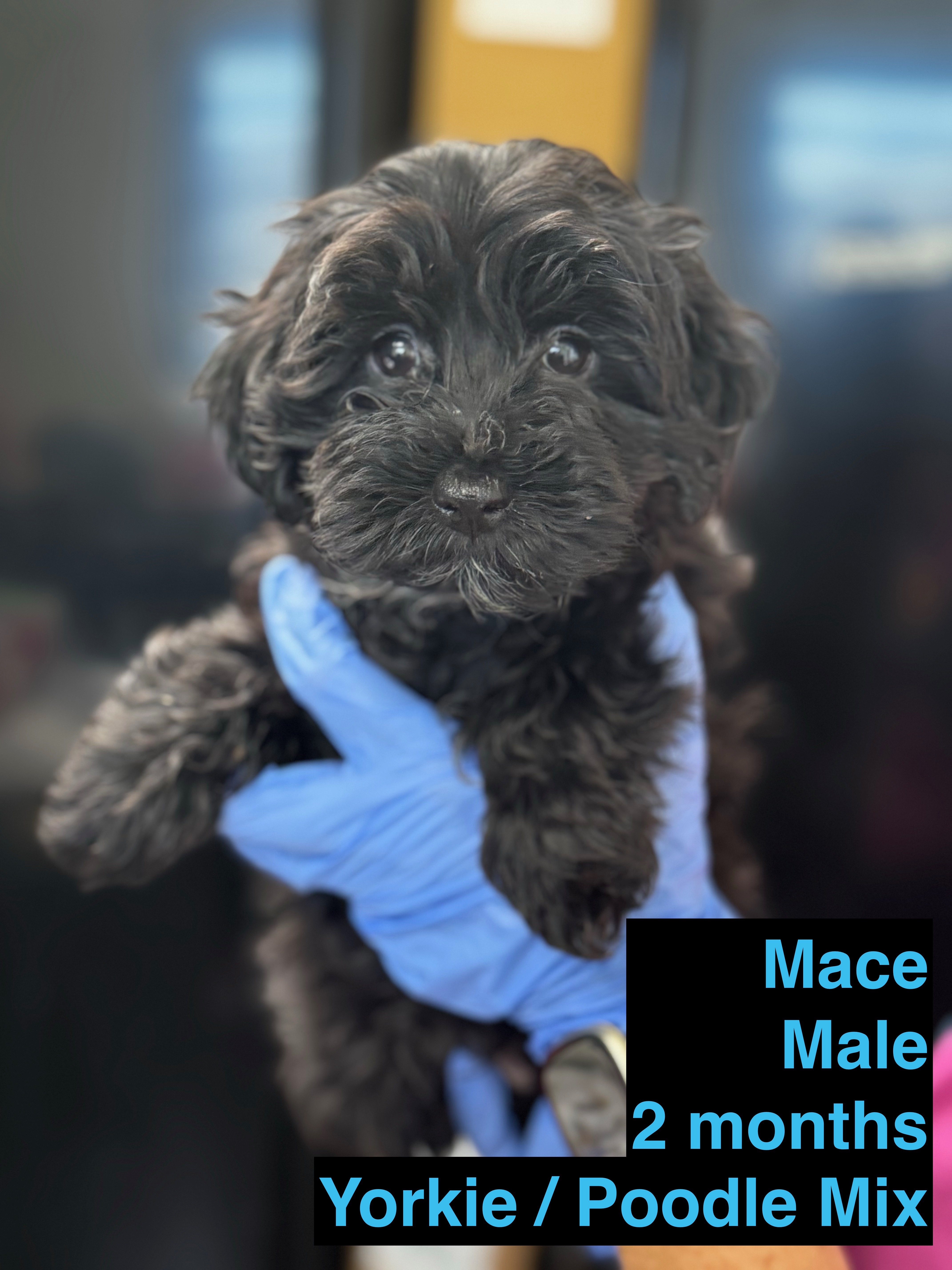 Dog for adoption Mace, a Yorkie Poo in Blue Springs, MO Petfinder