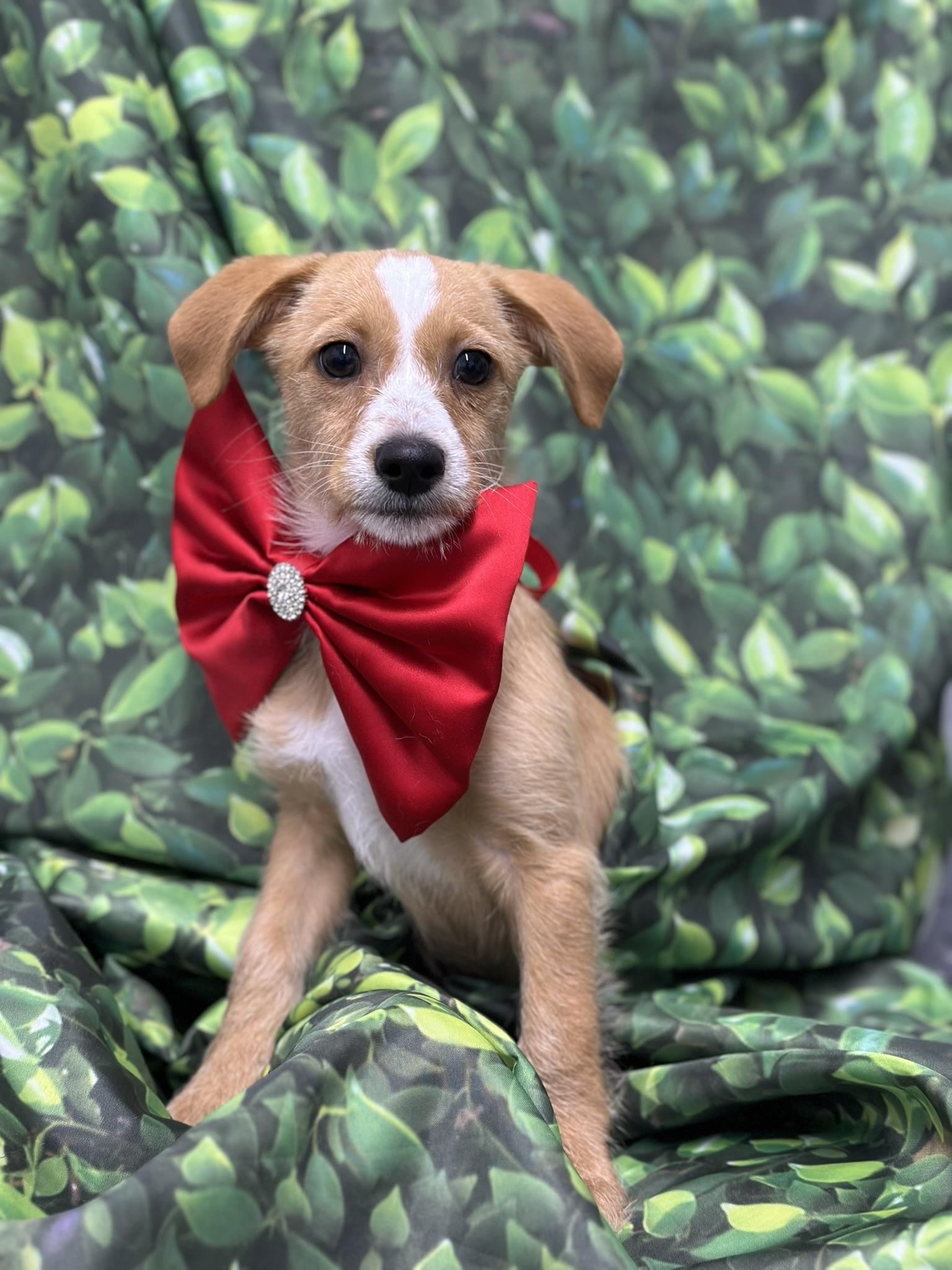 Luca, Adopted, Young Male Chiweenie.