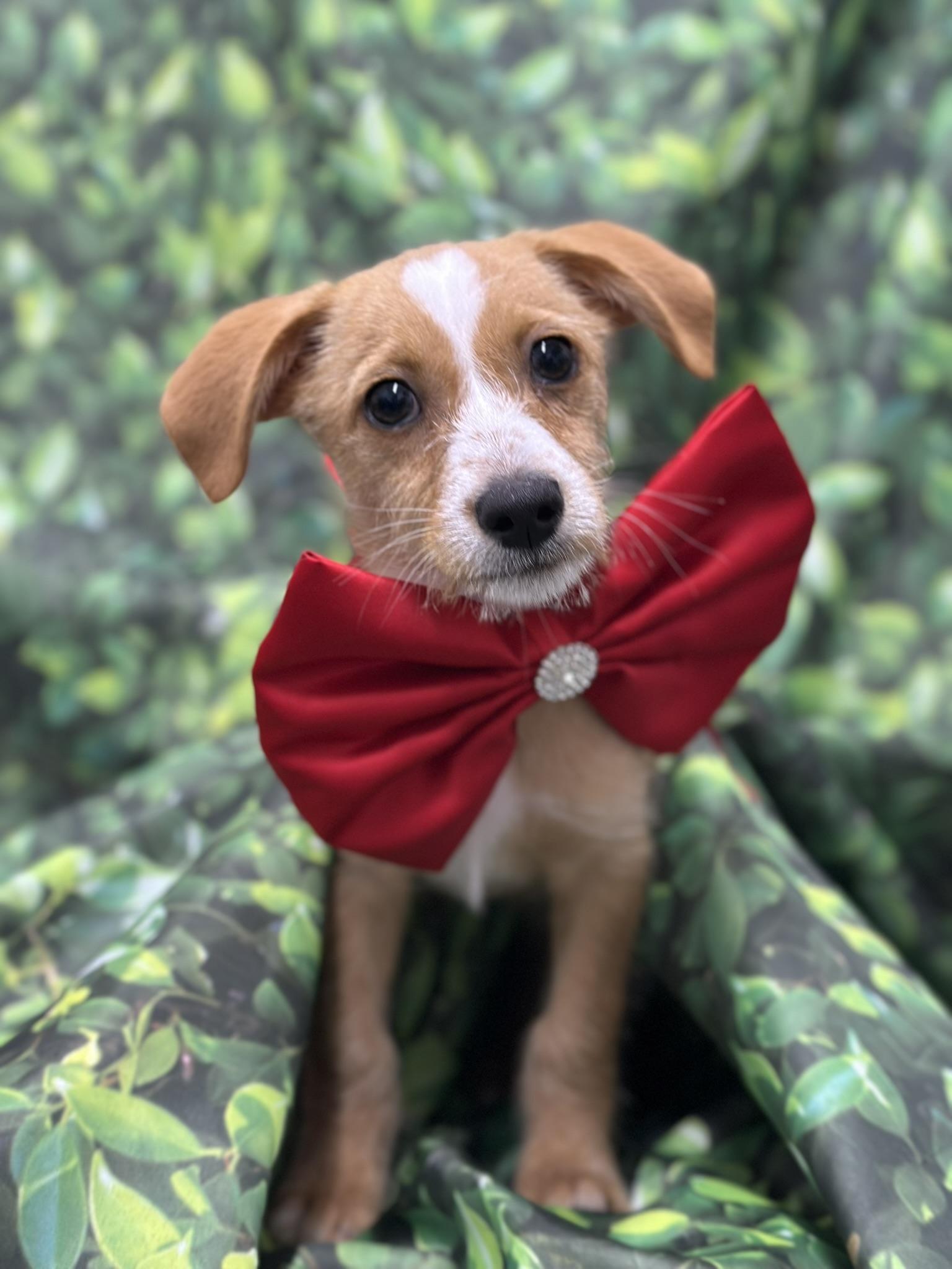 Enlarge Luca, a Adopted Chiweenie in Staten Island, NY image 2/3