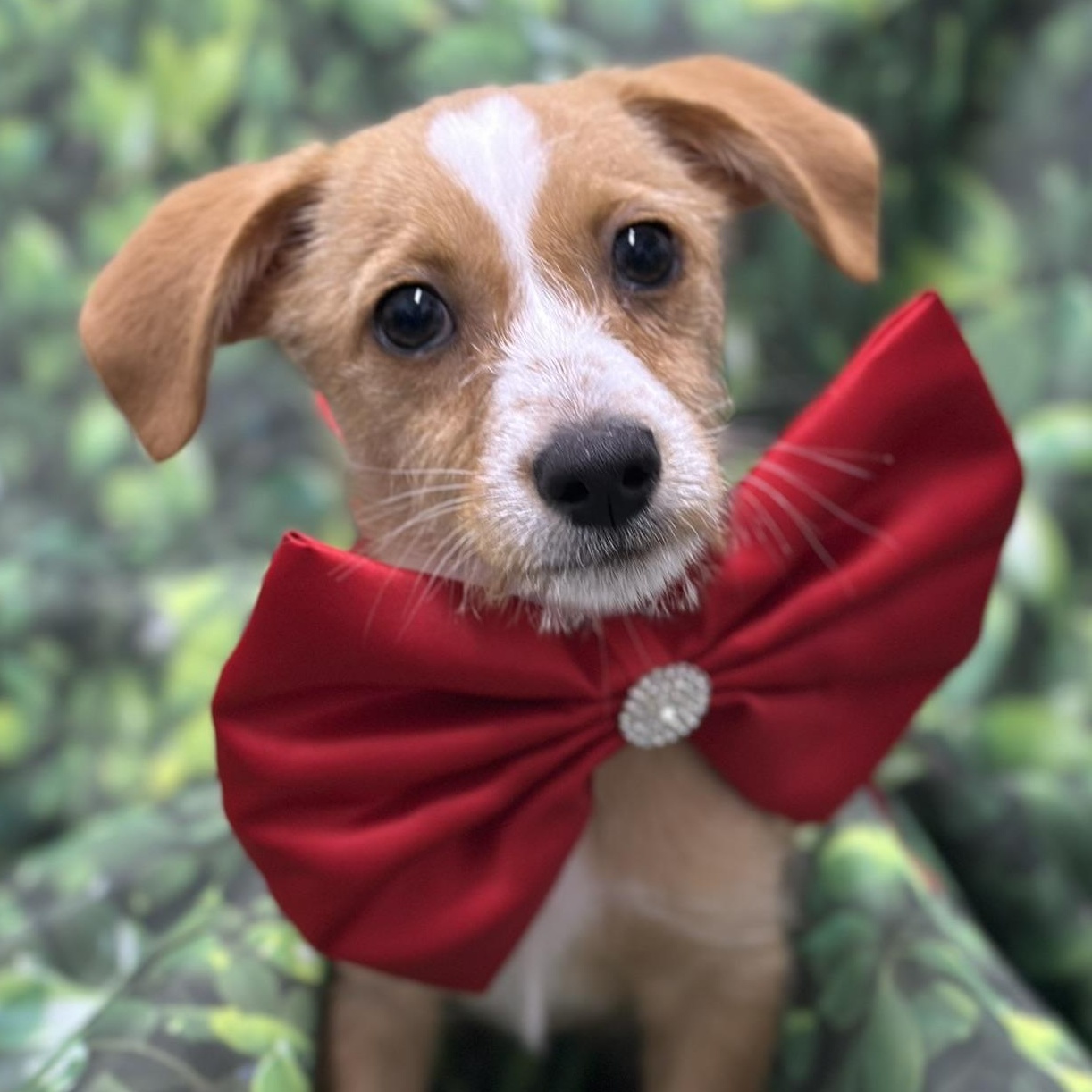 Enlarge Luca, a Adopted Chiweenie in Staten Island, NY image 3/3