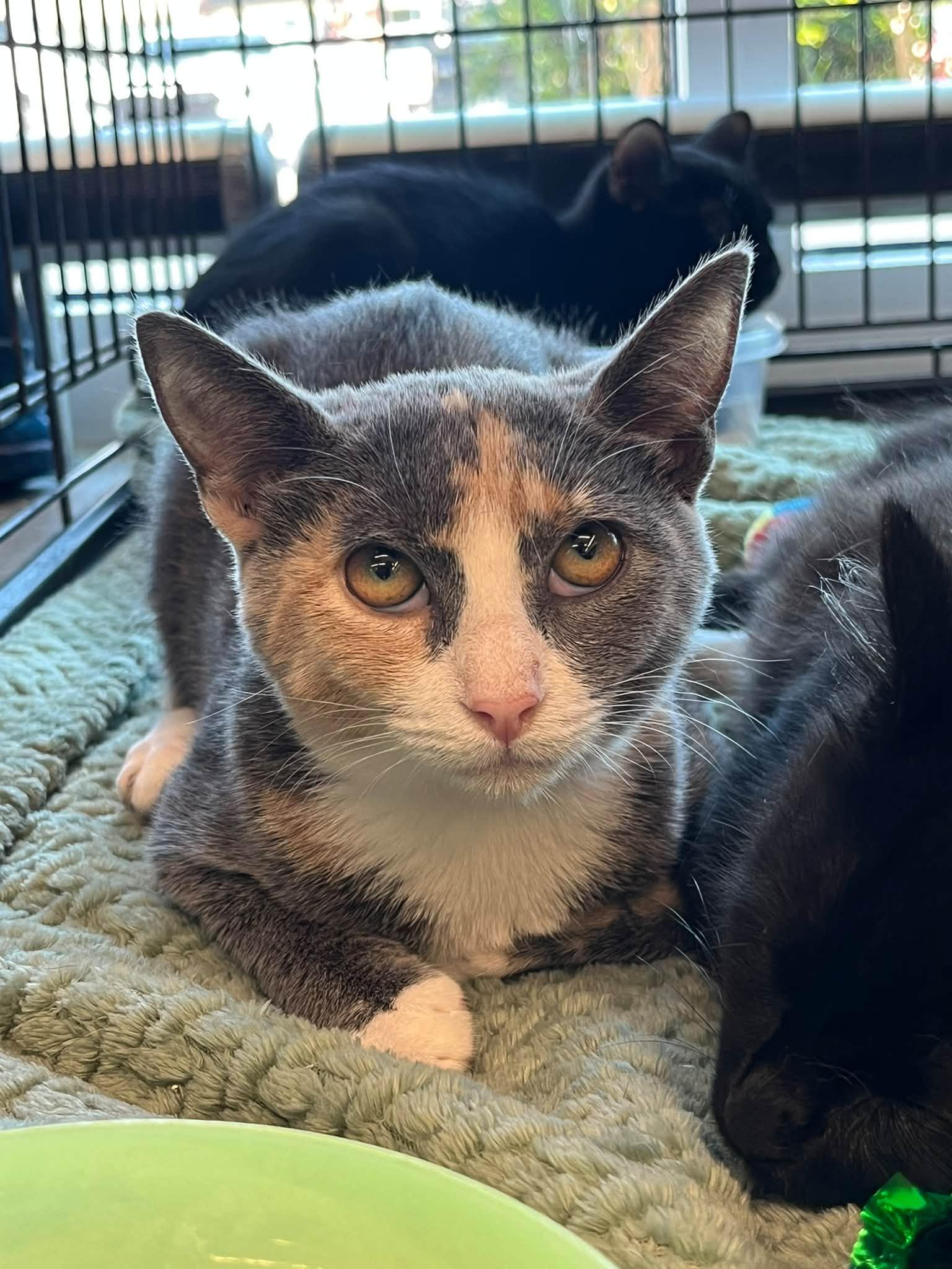 Enlarge Cherry, a Adopted Dilute Tortoiseshell in Wilmington, NC image 1/3