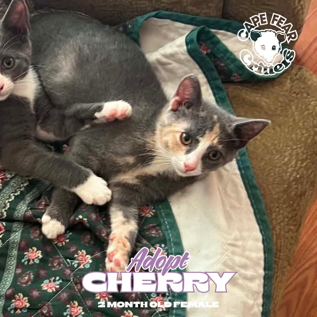 Enlarge Cherry, a Adopted Dilute Tortoiseshell in Wilmington, NC image 2/3