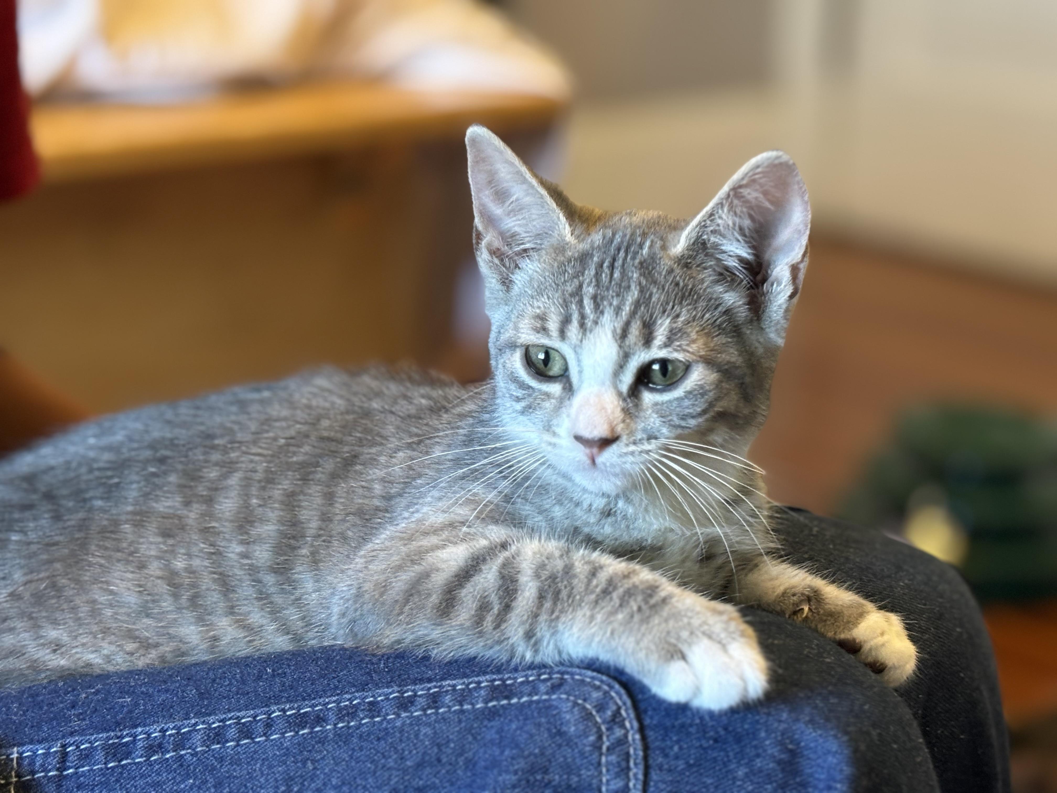 Bliss and Ganache, Baby Female unknown