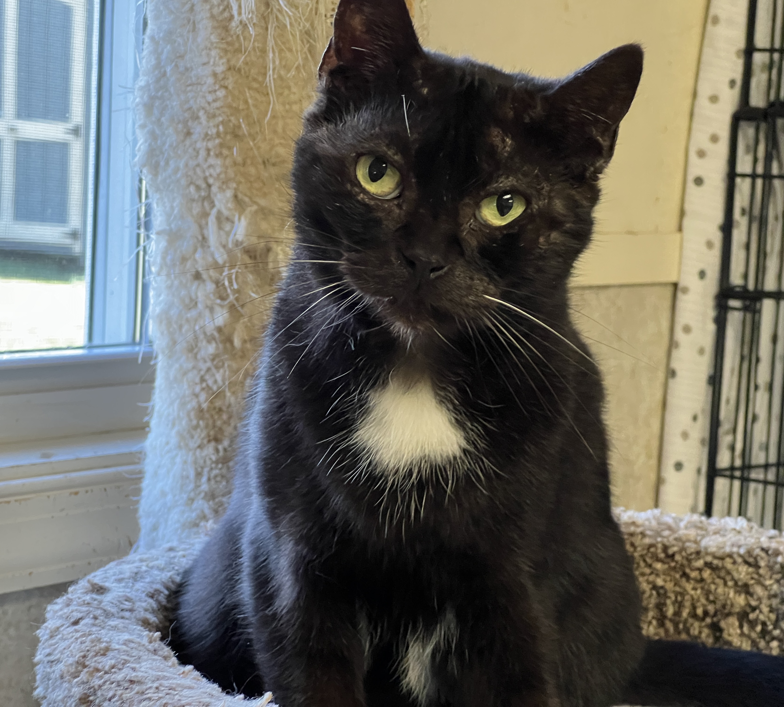 Tux, a Adoptable Domestic Short Hair in Palmyra, VA image 1/6