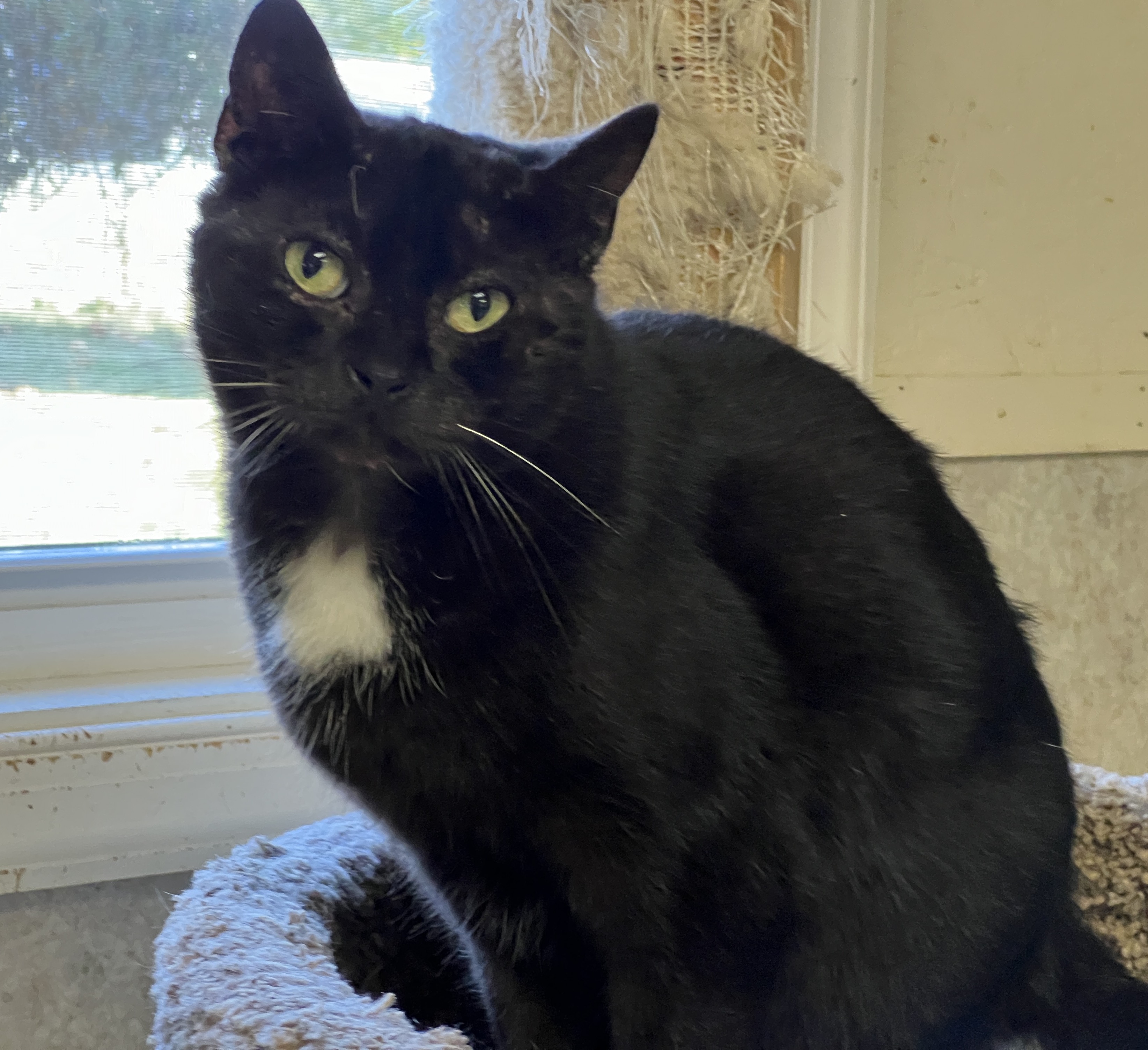 Tux, a Adoptable Domestic Short Hair in Palmyra, VA image 6/6