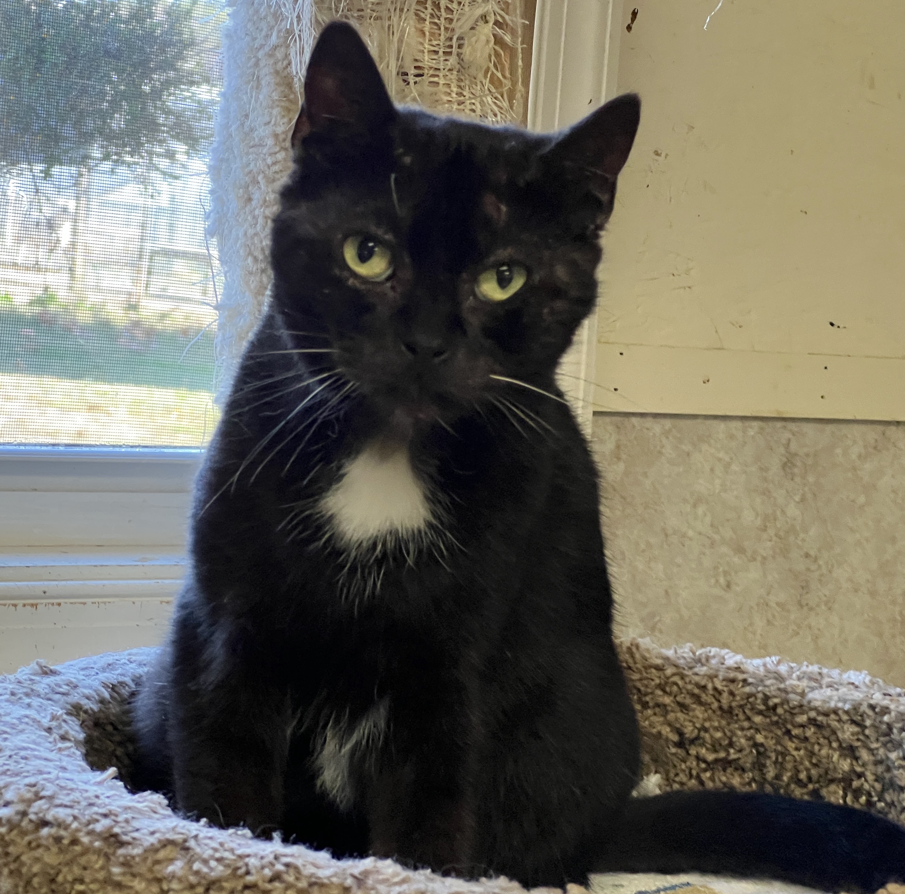 Tux, a Adoptable Domestic Short Hair in Palmyra, VA image 5/6