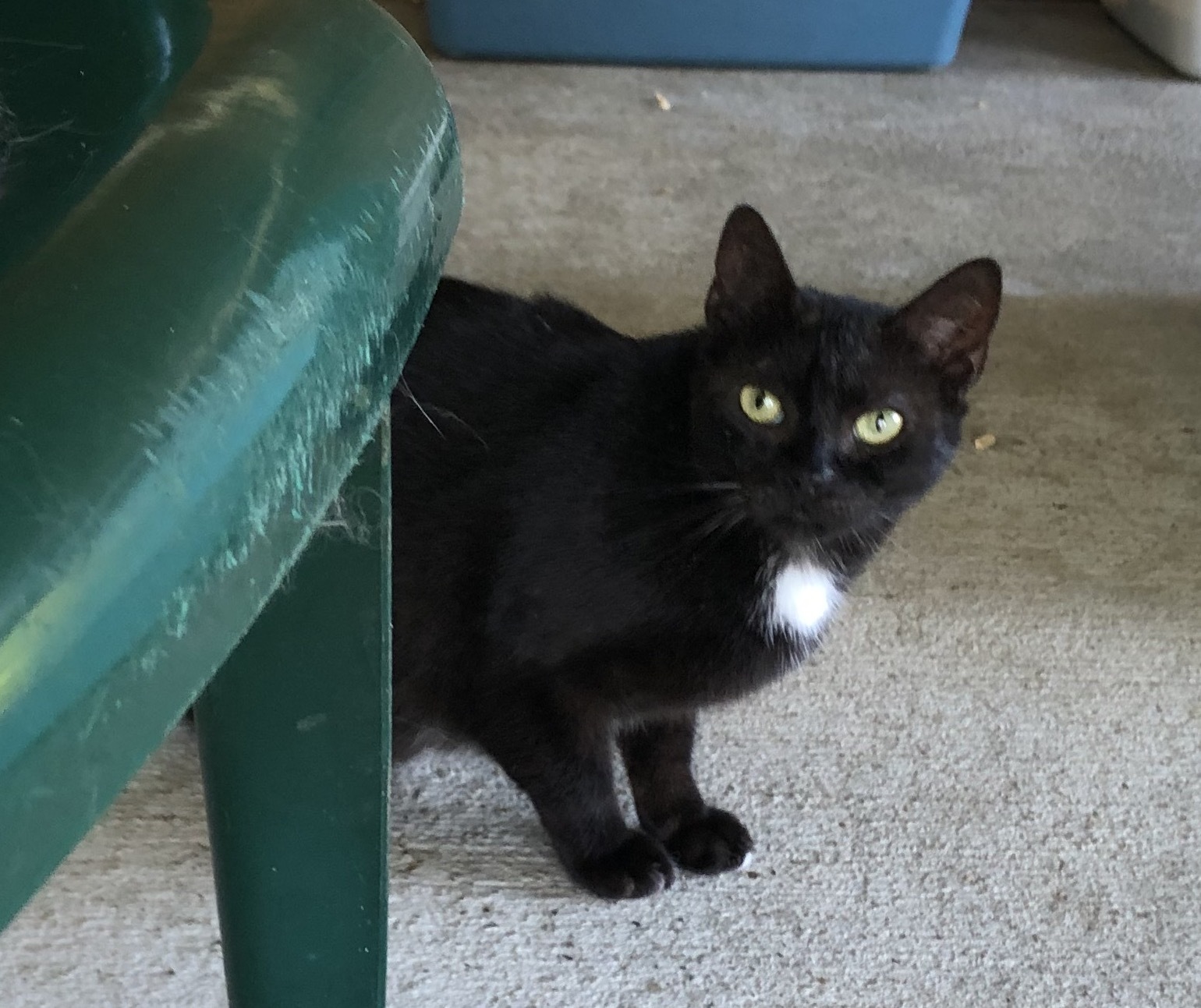 Tux, a Adoptable Domestic Short Hair in Palmyra, VA image 2/6