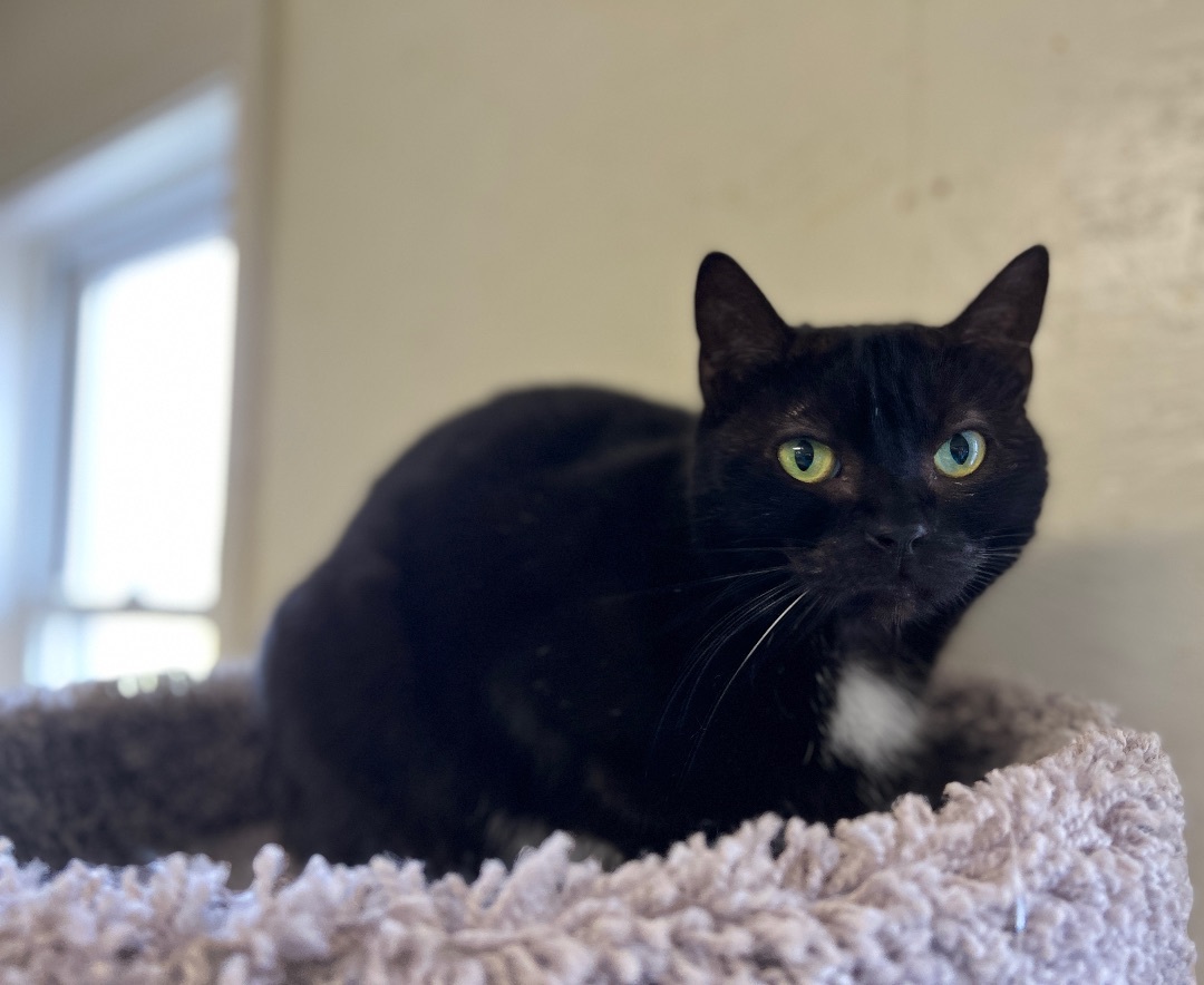 Tux, a Adoptable Domestic Short Hair in Palmyra, VA image 3/6