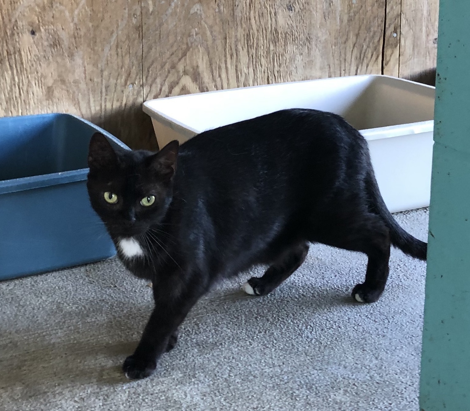 Tux, a Adoptable Domestic Short Hair in Palmyra, VA image 4/6