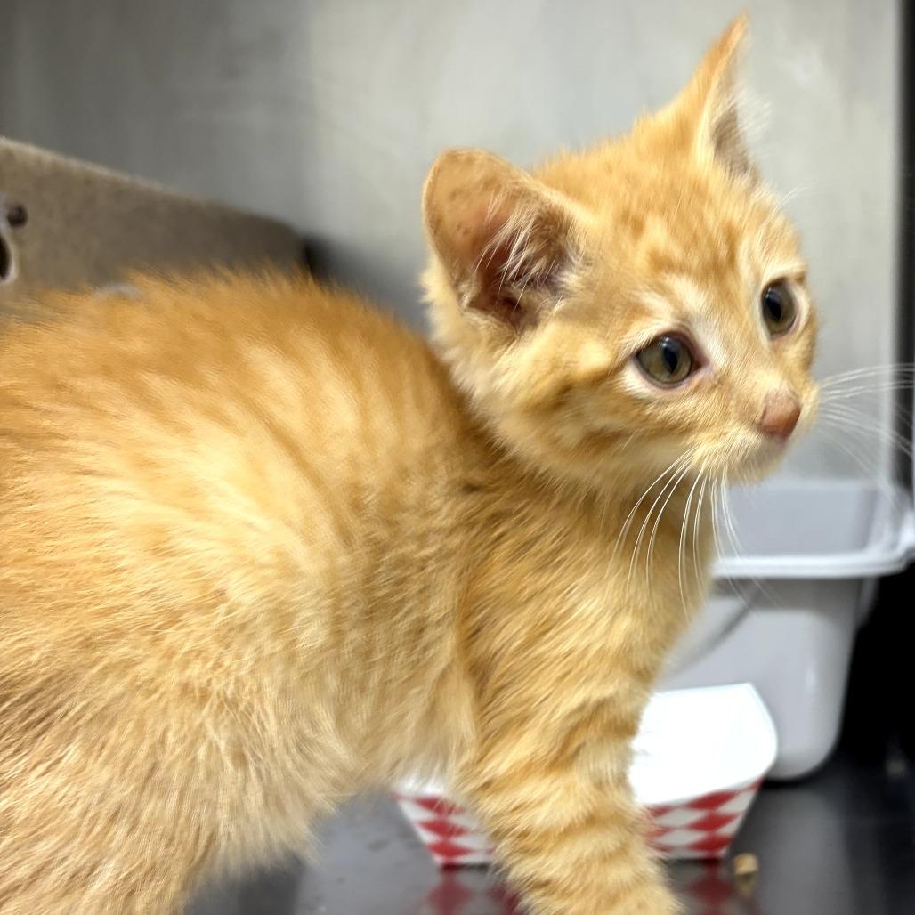 September, Adoptable, Kitten Male Domestic Short Hair.