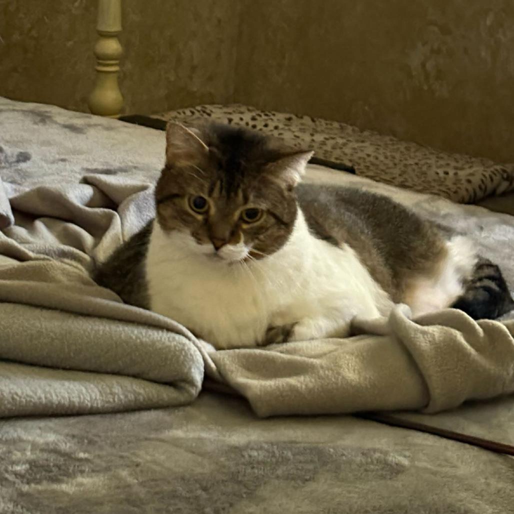 Enlarge Sissy, a Adoptable Domestic Short Hair in Reisterstown, MD image 1/4