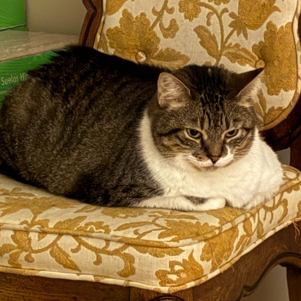 Enlarge Sissy, a Adoptable Domestic Short Hair in Reisterstown, MD image 2/4