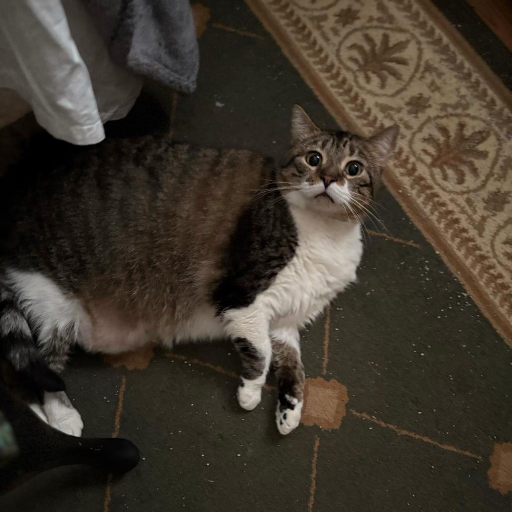 Enlarge Sissy, a Adoptable Domestic Short Hair in Reisterstown, MD image 3/4