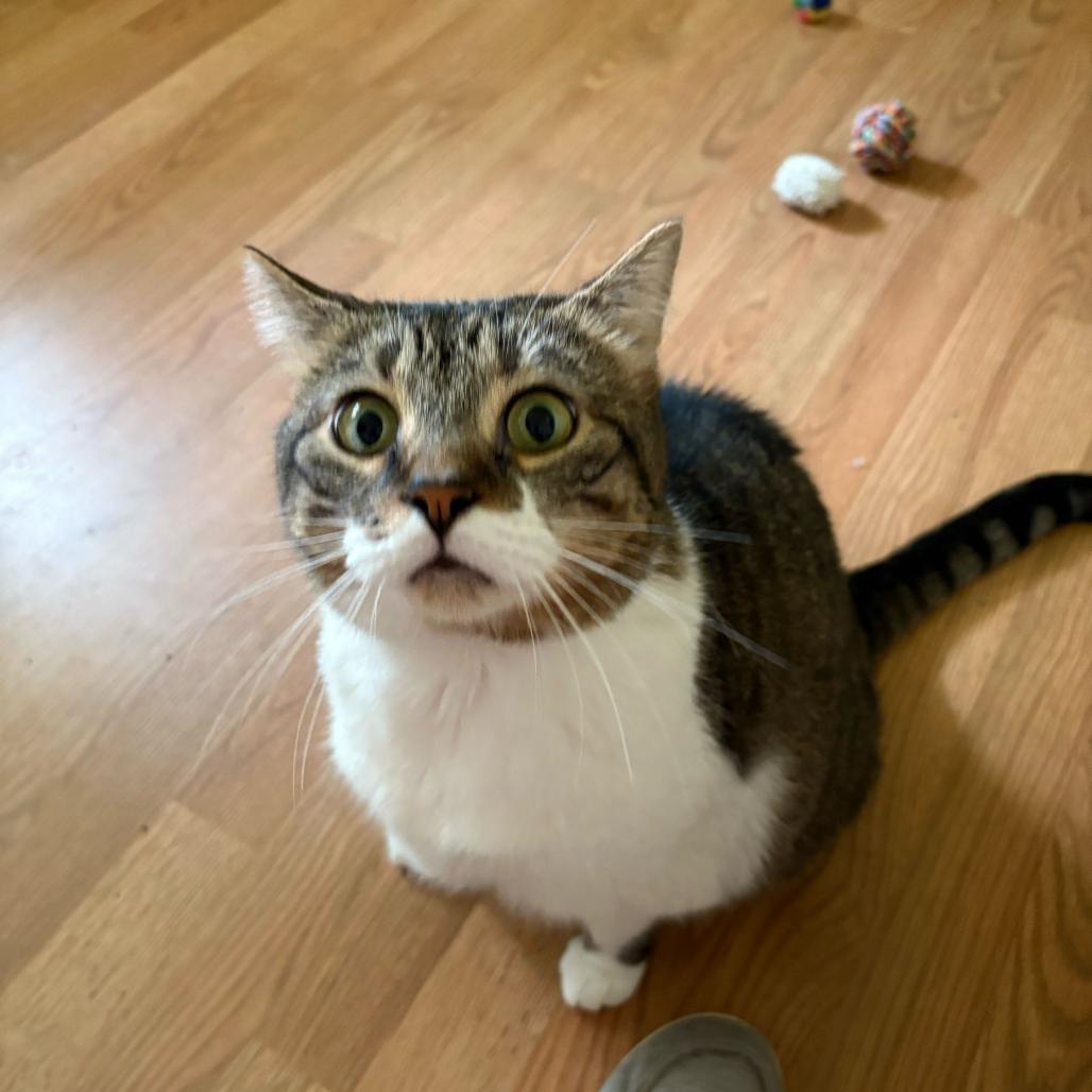 Enlarge Sissy, a Adoptable Domestic Short Hair in Reisterstown, MD image 4/4