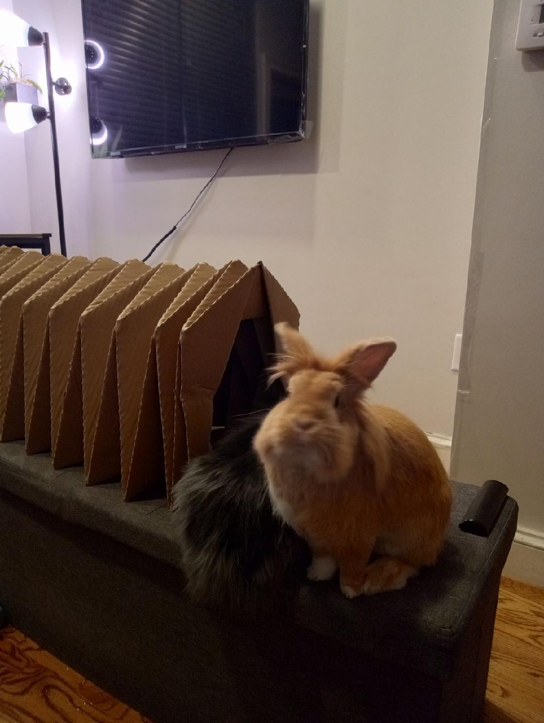 Flora, Adoptable, Adult Female Lionhead.