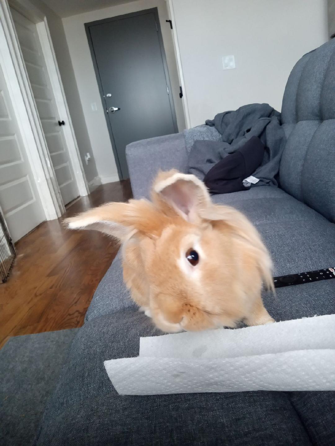 Enlarge Flora, a Adoptable Lionhead in Waynesboro, VA image 2/2