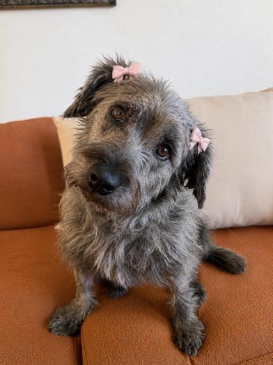 Posey Chanel, an adopted mixed breed in Renton, WA image 2/6