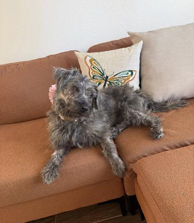 Posey Chanel, an adopted mixed breed in Renton, WA image 6/6