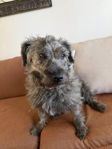 Posey Chanel, an adopted mixed breed in Renton, WA image 1/6