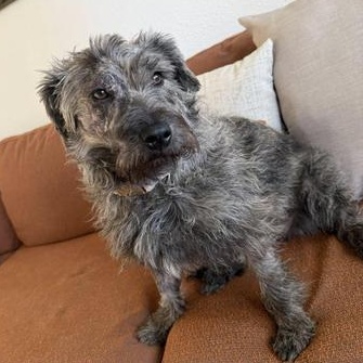 Posey Chanel, an adopted mixed breed in Renton, WA image 4/6