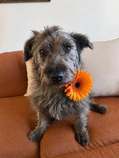 Posey Chanel, an adopted mixed breed in Renton, WA image 3/6