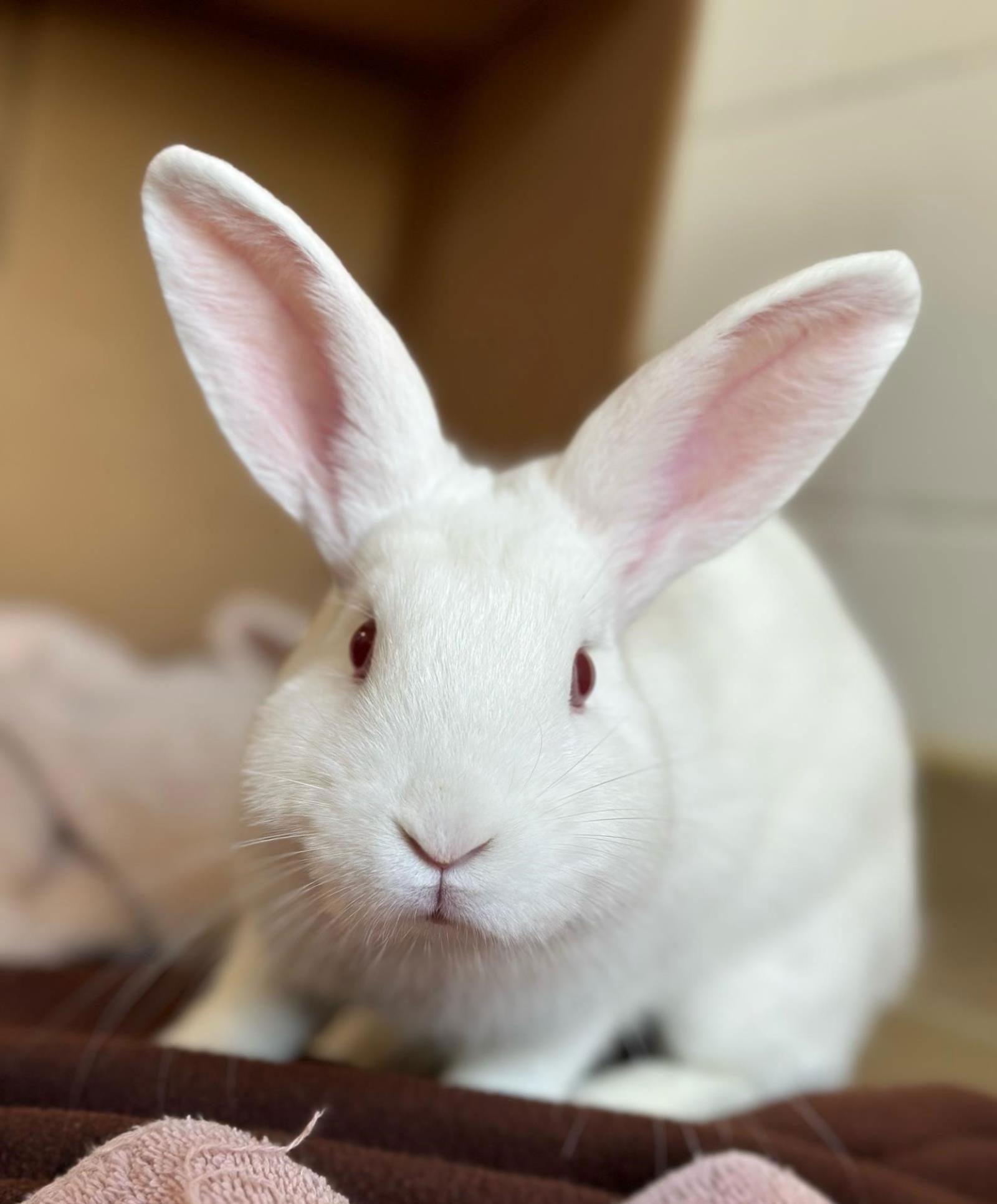 Jax, Adopted, Adult Male Bunny Rabbit.