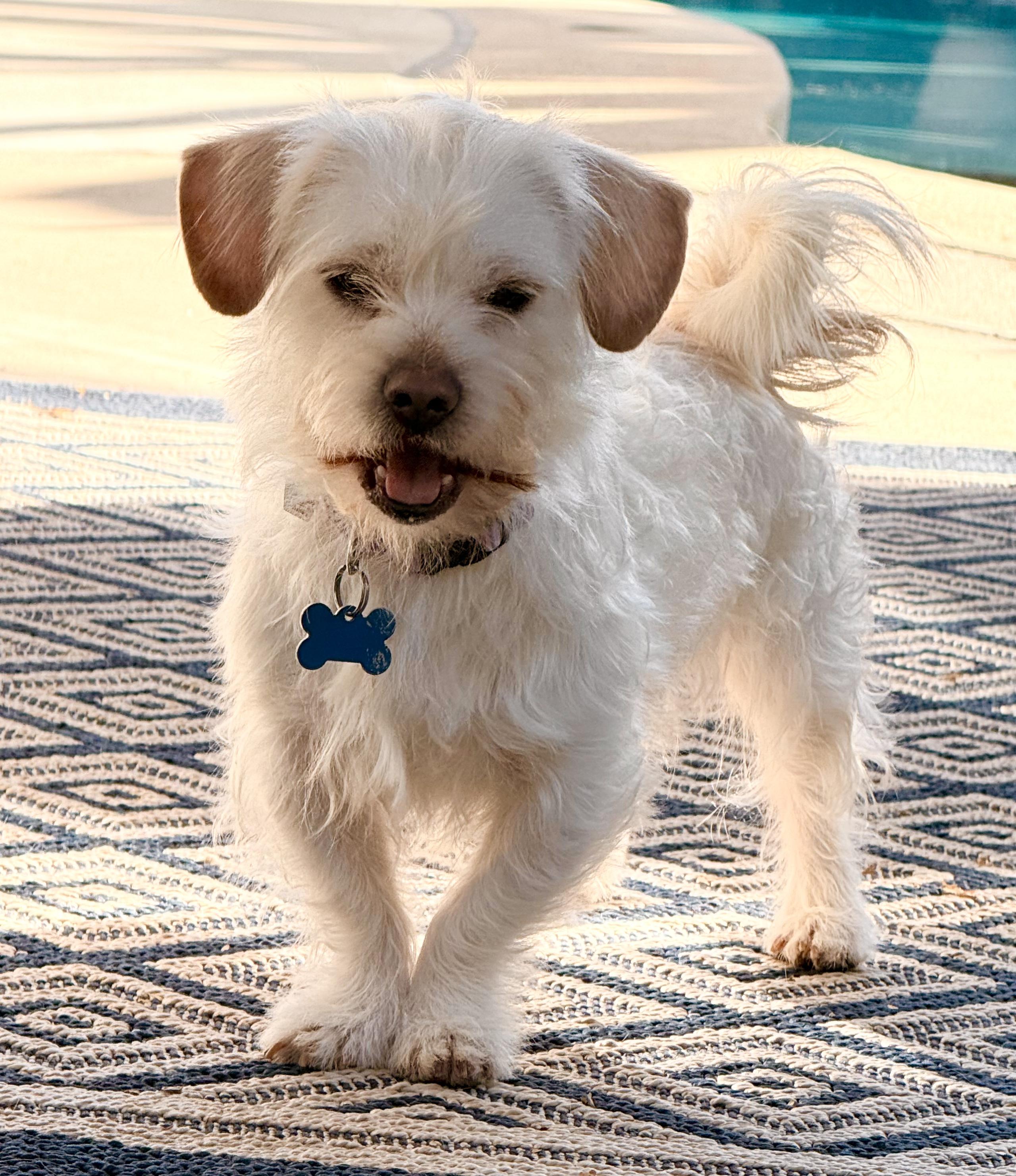 Charlie, adopted, Young Male Maltese.