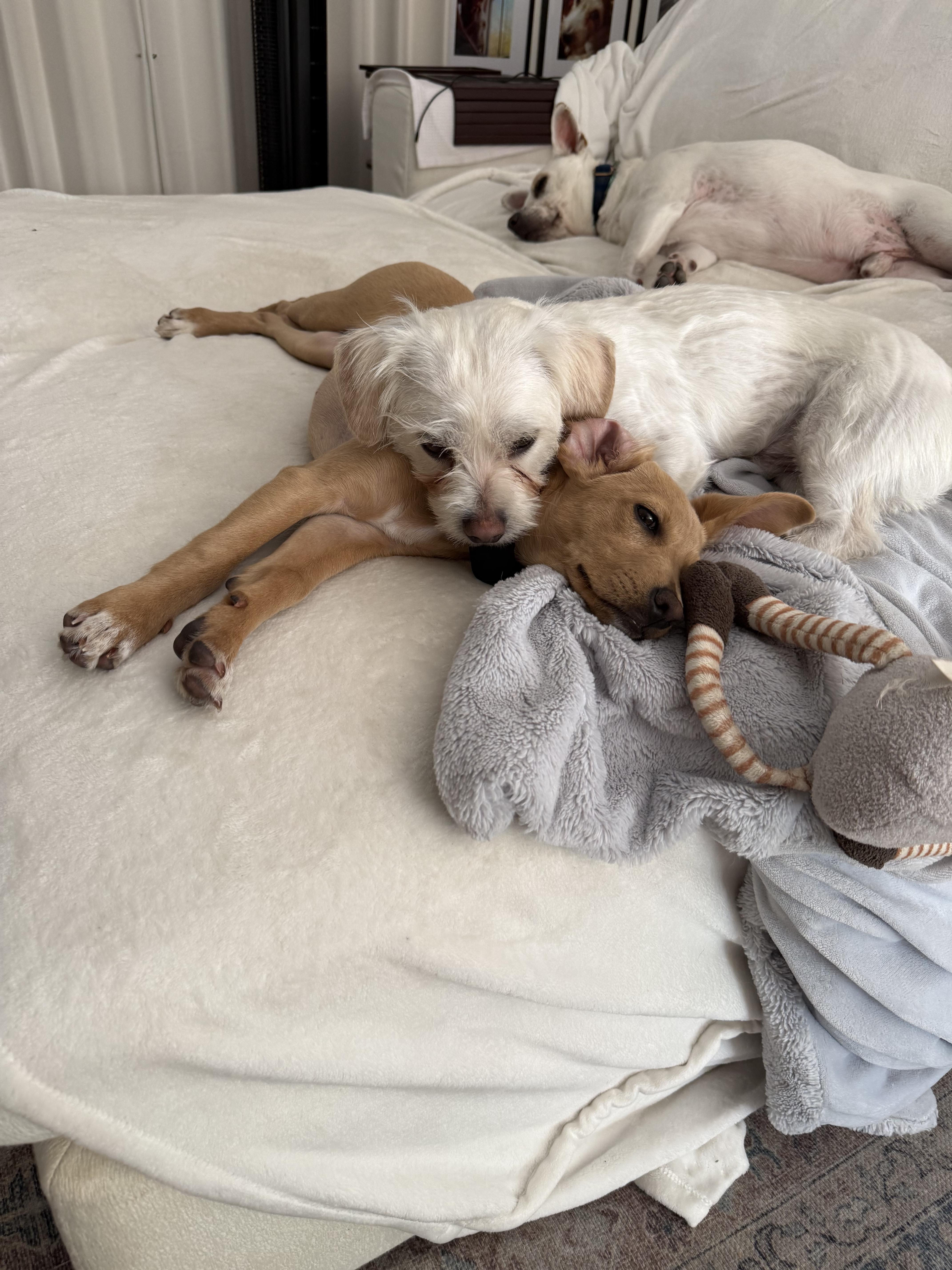 Enlarge Charlie, an adopted mixed breed in Los Angeles, CA image 4/4