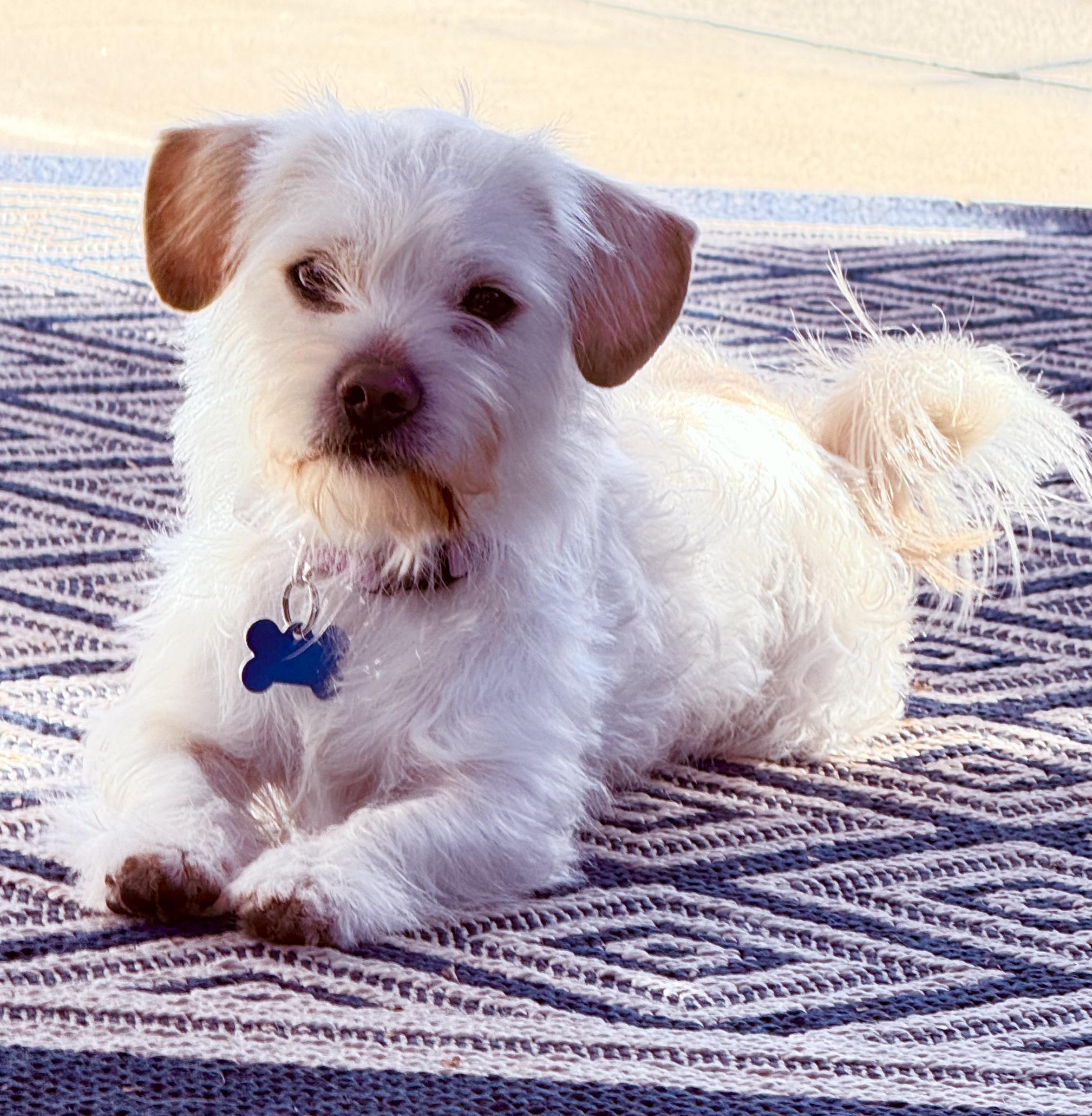 Enlarge Charlie, an adopted mixed breed in Los Angeles, CA image 2/4