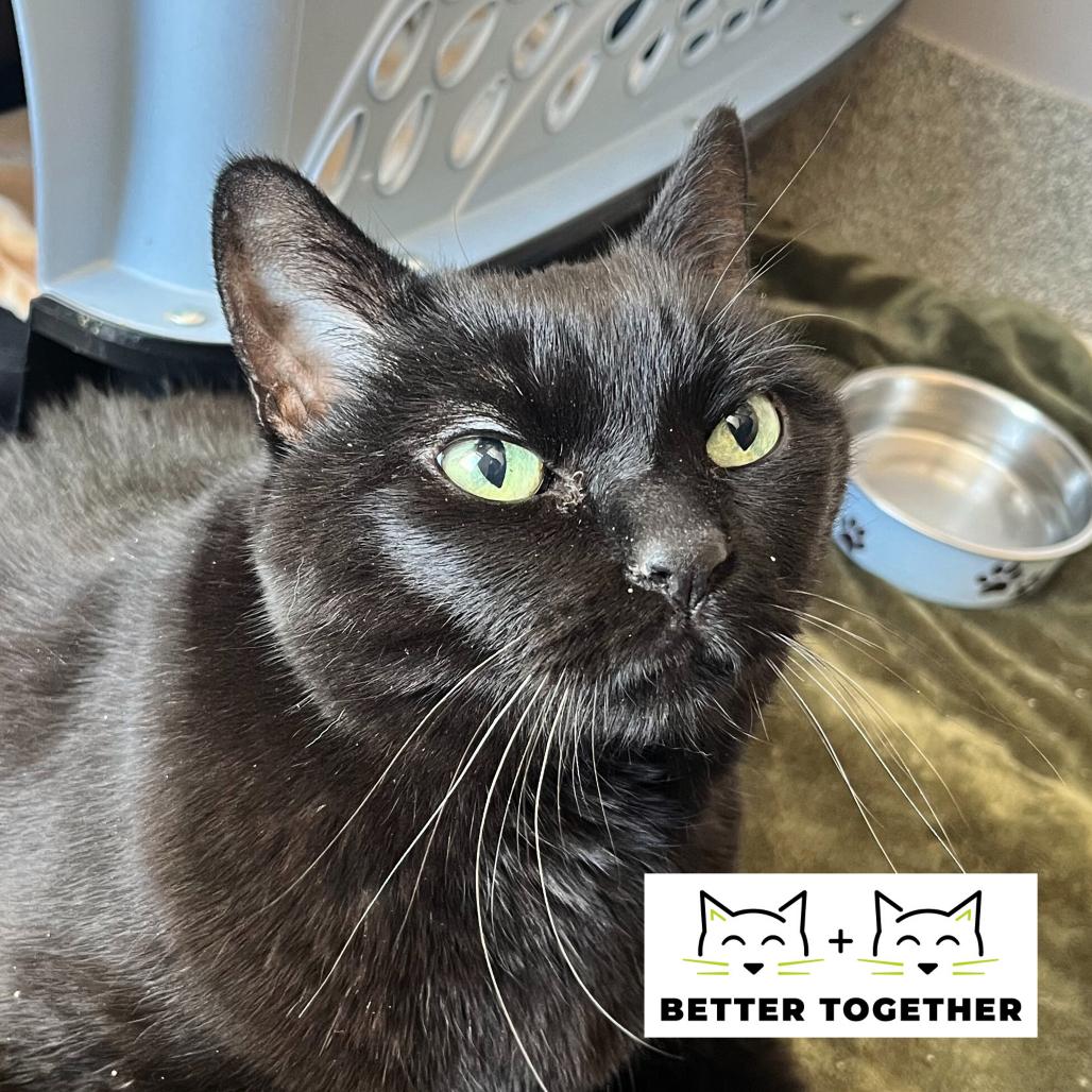 Belize, Adoptable, Senior Female Domestic Short Hair.