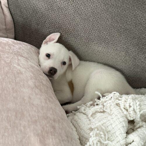 Sophie, Adoptable, Puppy Female Terrier & Mixed Breed.