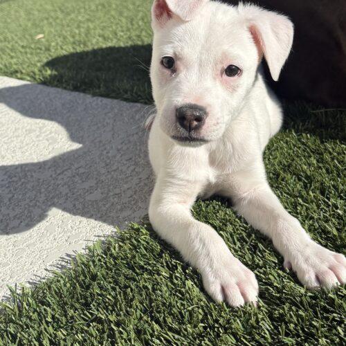Enlarge Sophie, a Adoptable mixed breed in Henderson, NV image 2/4