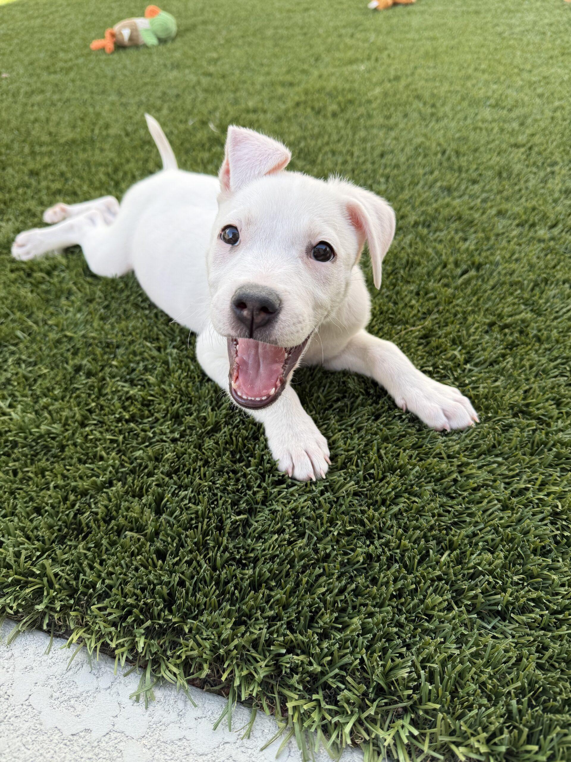 Enlarge Sophie, a Adoptable mixed breed in Henderson, NV image 3/4