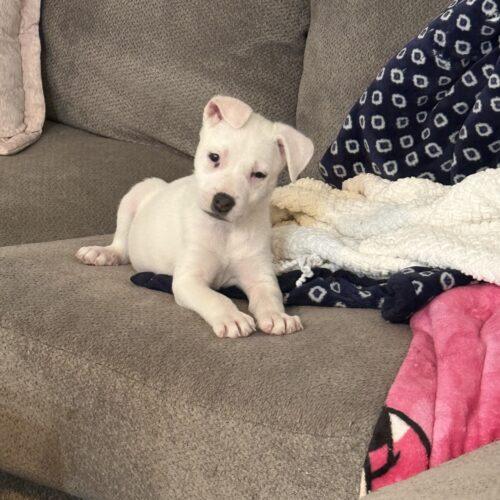 Enlarge Sophie, a Adoptable mixed breed in Henderson, NV image 4/4