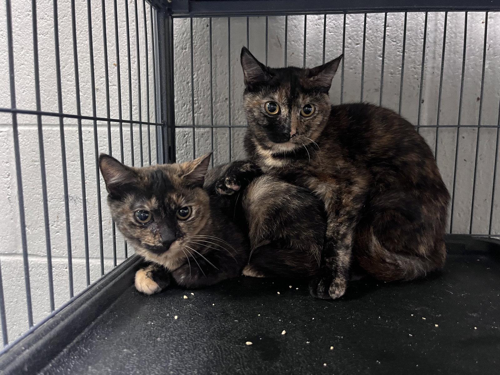 Coral, Adoptable, Young Female Domestic Short Hair.
