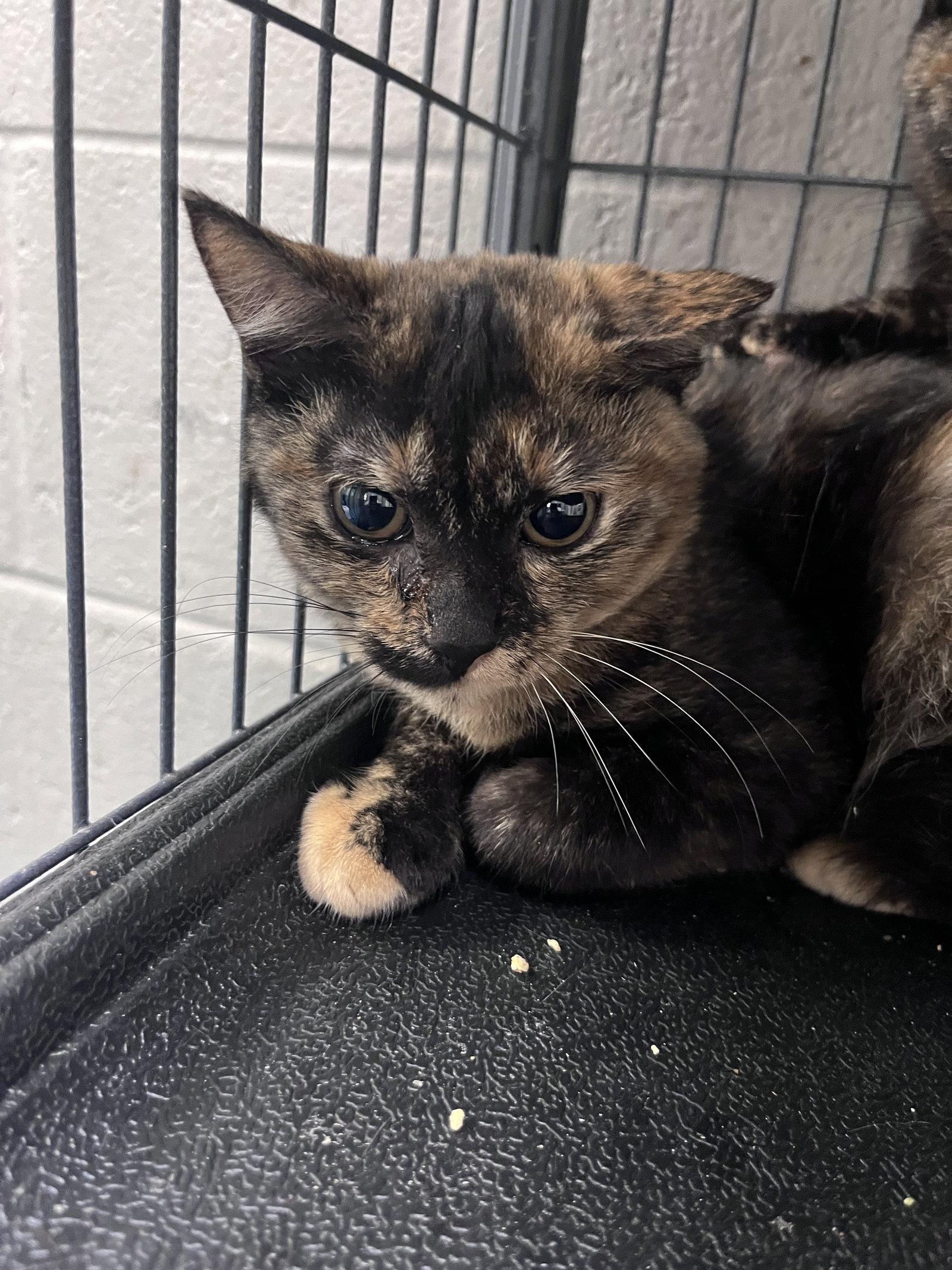 Enlarge Coral, a Adoptable Domestic Short Hair in Carrollton, GA image 2/3