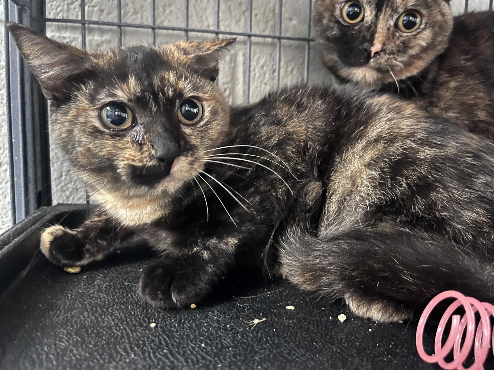 Enlarge Coral, a Adoptable Domestic Short Hair in Carrollton, GA image 3/3