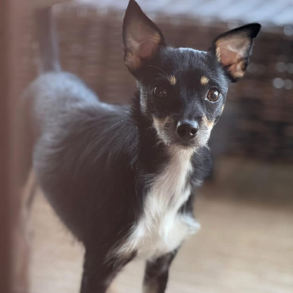 Clove, a Adoptable Chihuahua in Baton Rouge, LA image 1/3