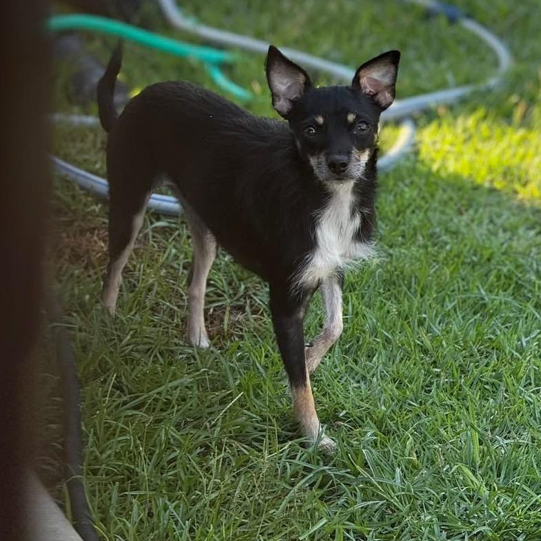 Clove, a Adoptable Chihuahua in Baton Rouge, LA image 2/3