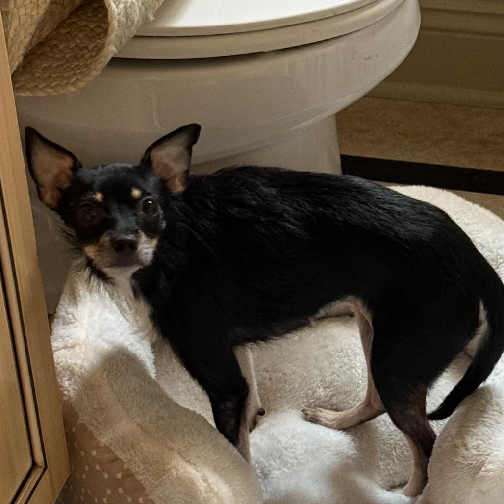 Clove, a Adoptable Chihuahua in Baton Rouge, LA image 3/3