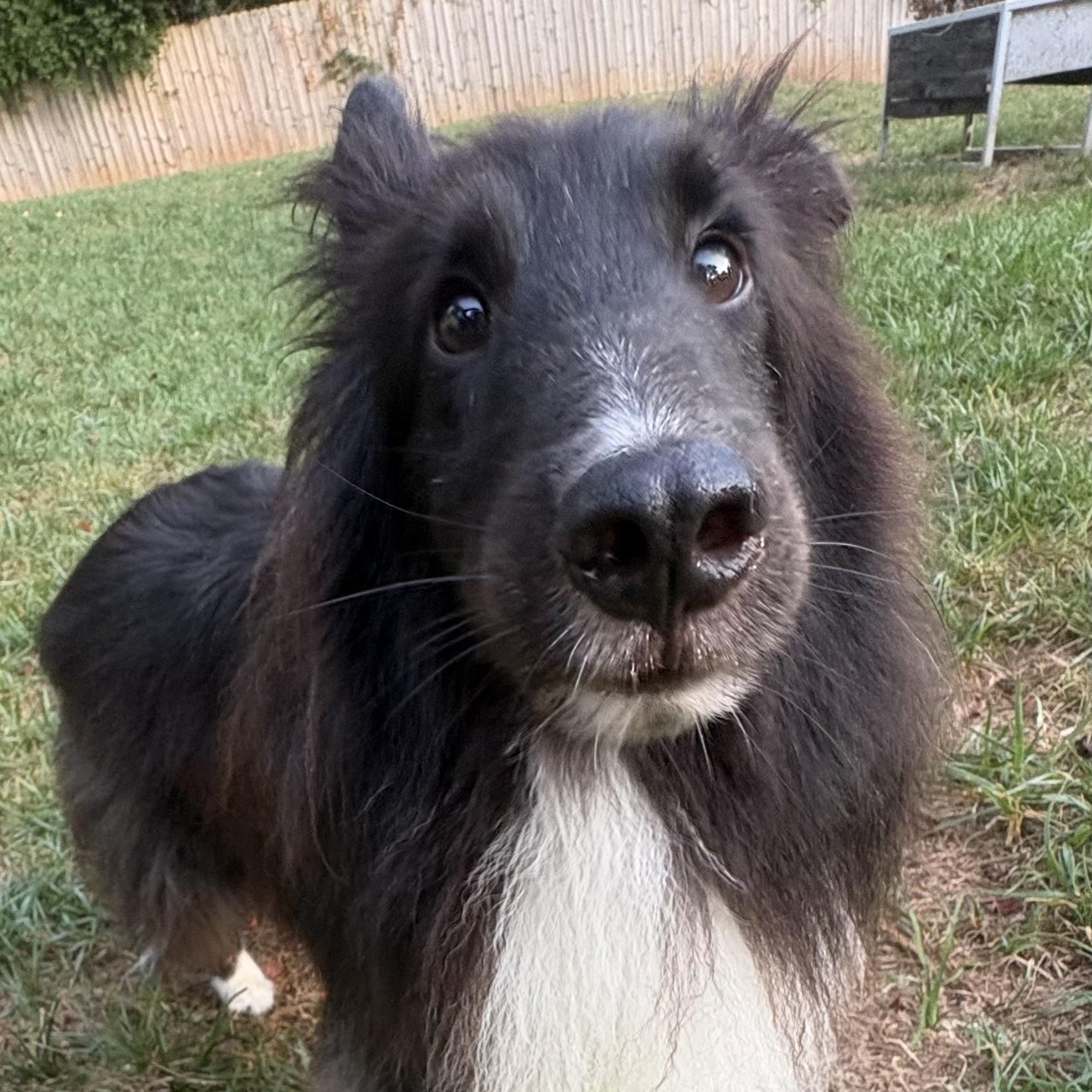 Enlarge Shadow, an adoptable Shetland Sheepdog / Sheltie in Charlotte, NC image 3/6