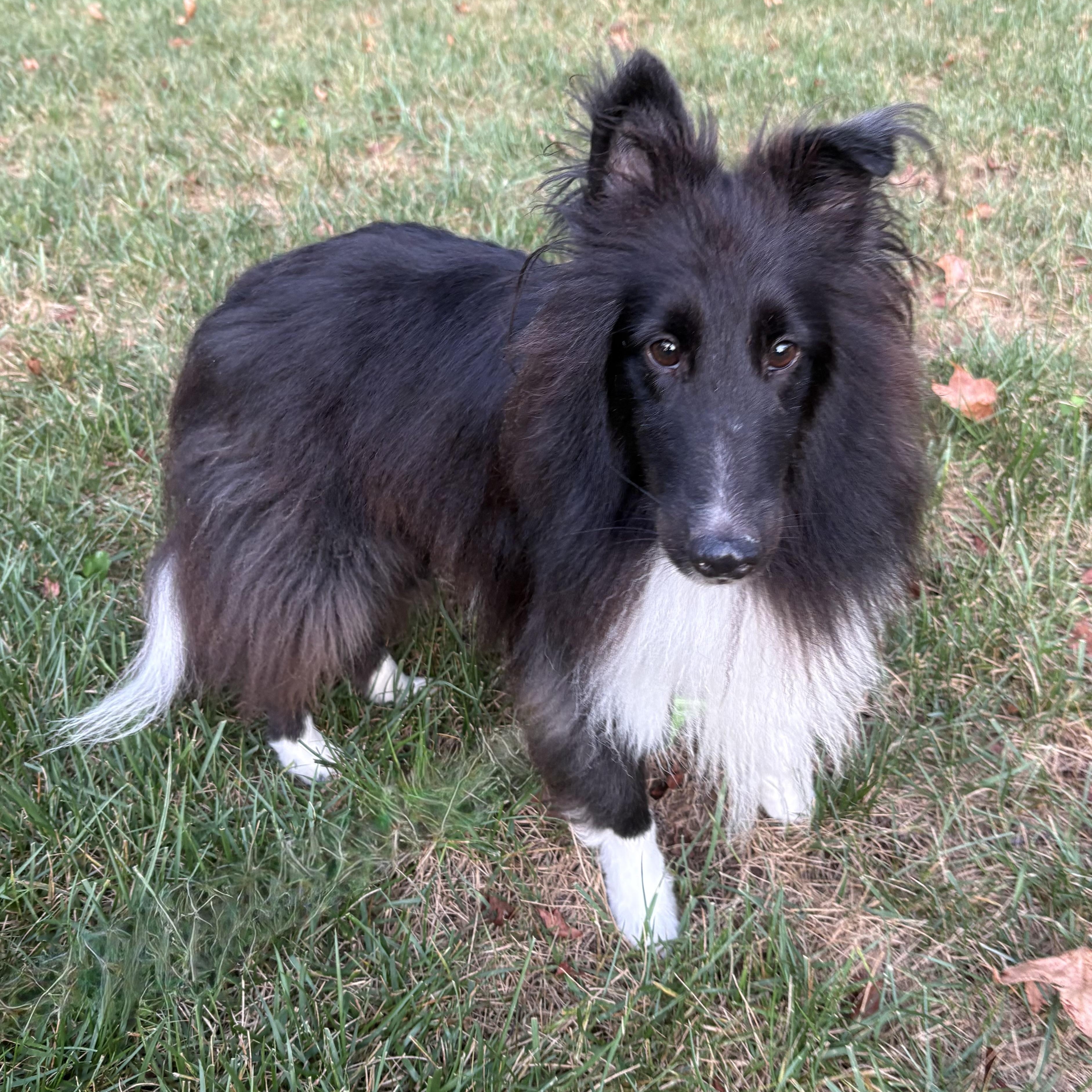 Enlarge Shadow, an adoptable Shetland Sheepdog / Sheltie in Charlotte, NC image 2/6