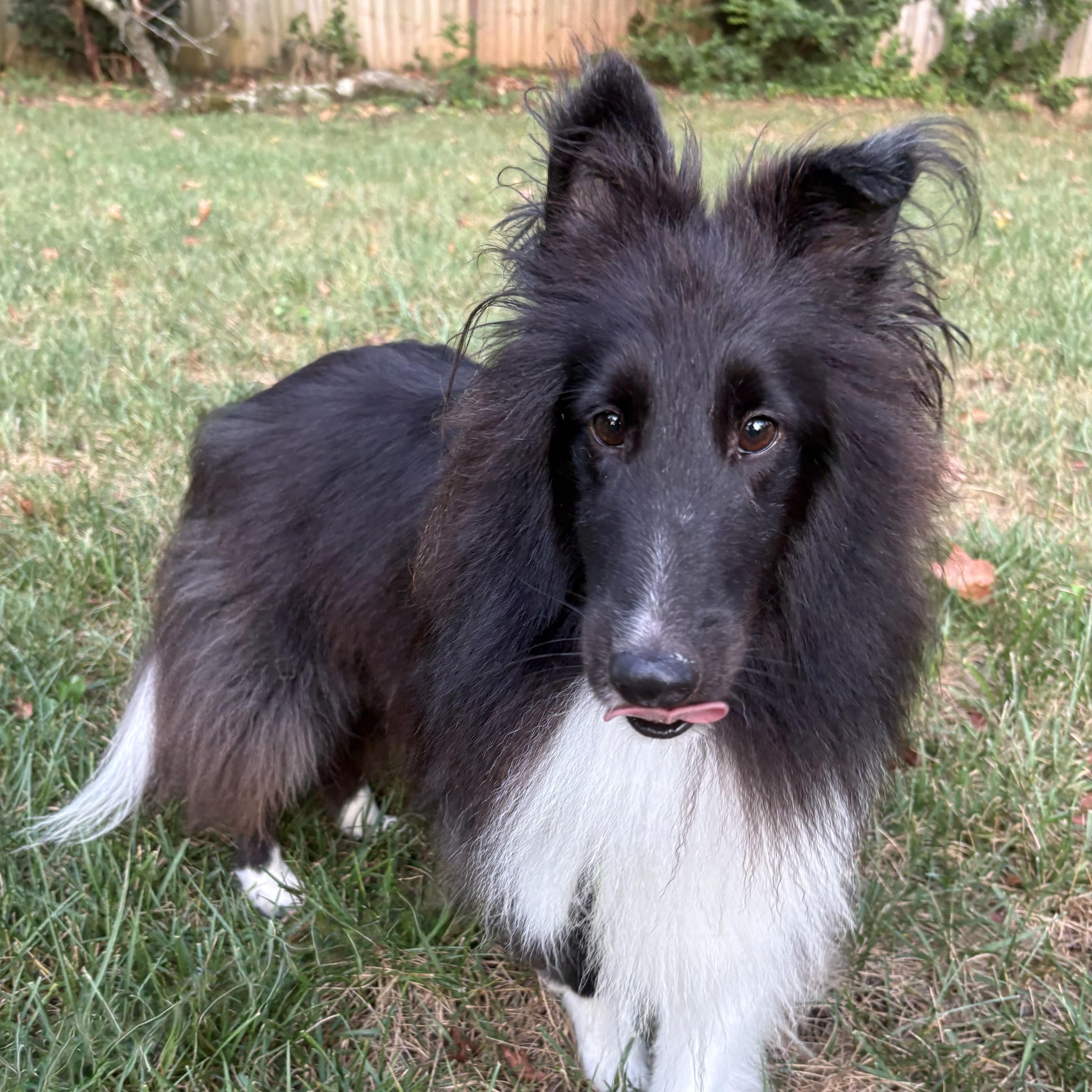 Enlarge Shadow, an adoptable Shetland Sheepdog / Sheltie in Charlotte, NC image 5/6