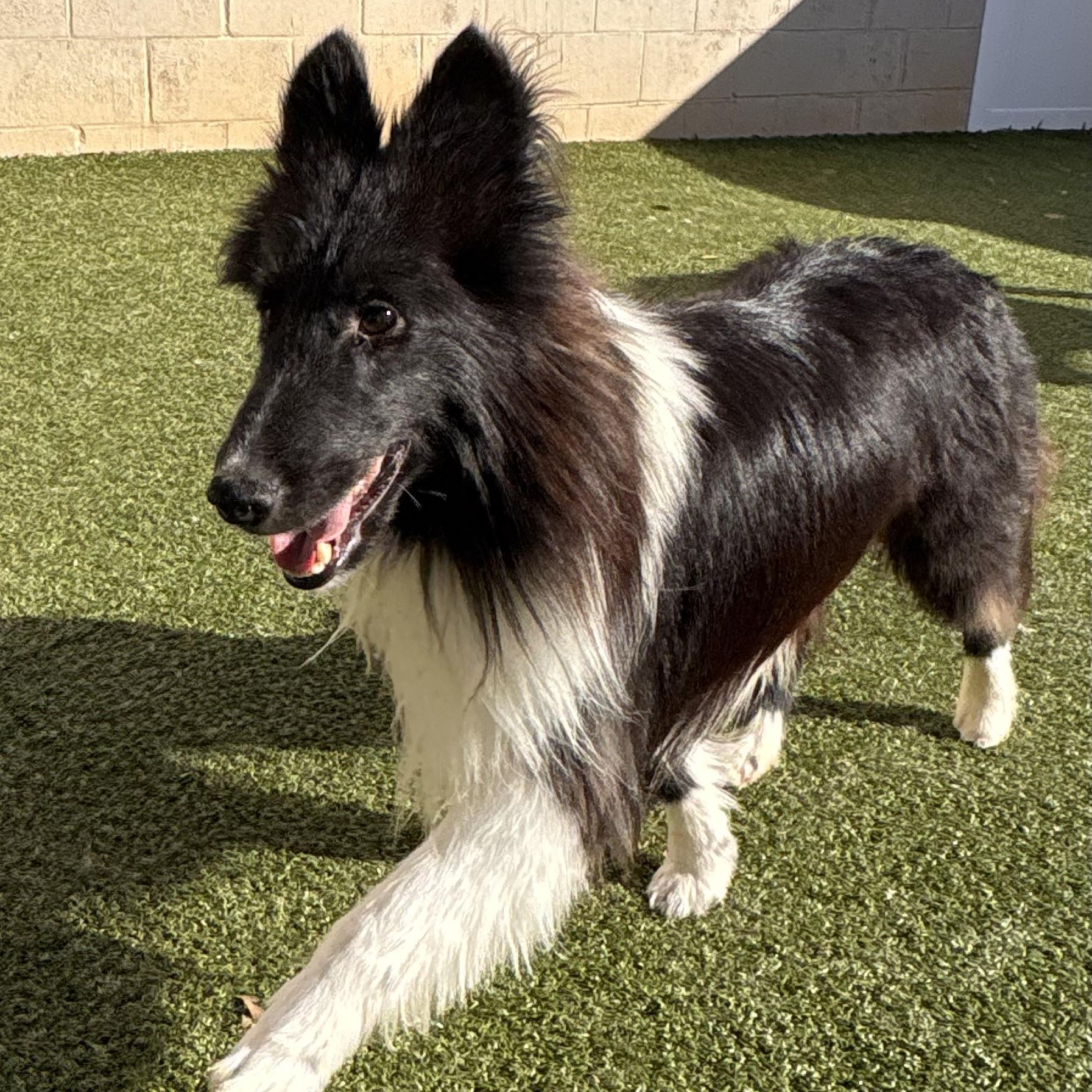 Shadow, adoptable, Adult Male Shetland Sheepdog / Sheltie.