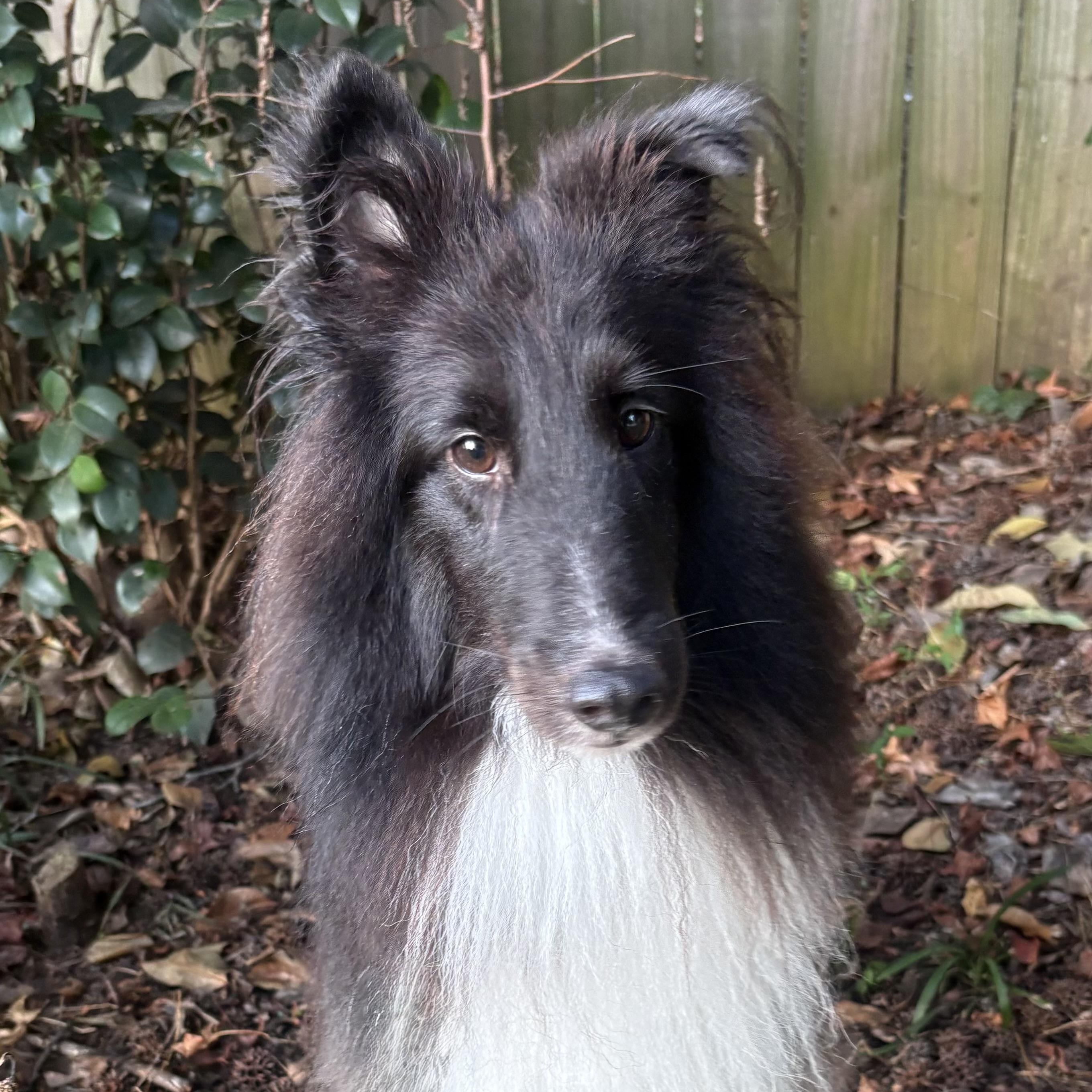 Enlarge Shadow, an adoptable Shetland Sheepdog / Sheltie in Charlotte, NC image 1/6