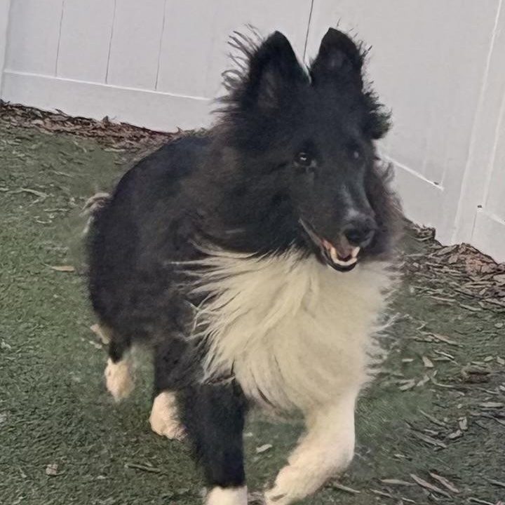 Enlarge Shadow, an adoptable Shetland Sheepdog / Sheltie in Charlotte, NC image 2/3