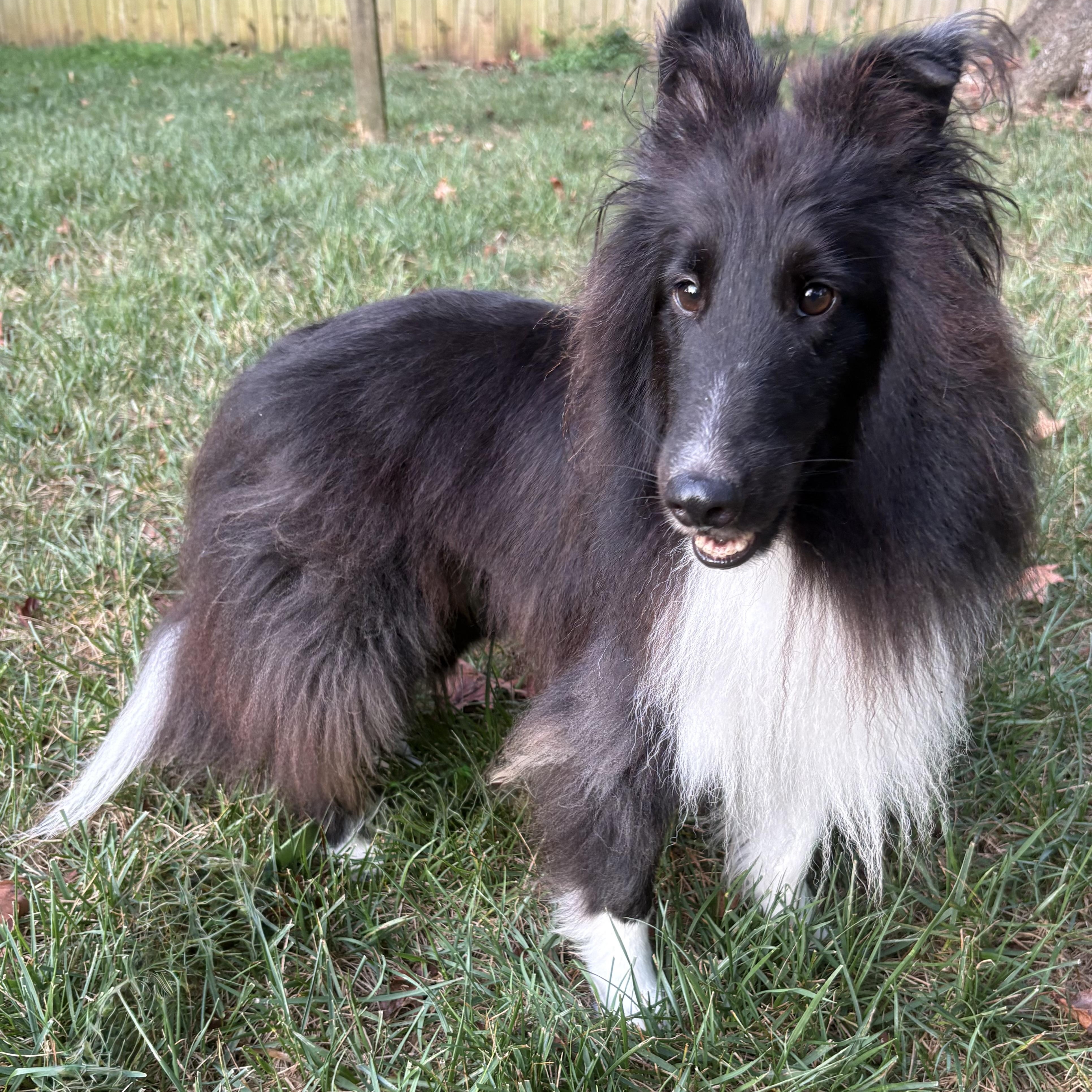 Enlarge Shadow, an adoptable Shetland Sheepdog / Sheltie in Charlotte, NC image 4/6