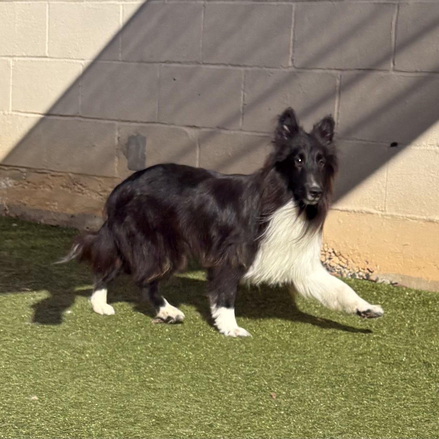 Enlarge Shadow, an adoptable Shetland Sheepdog / Sheltie in Charlotte, NC image 3/3