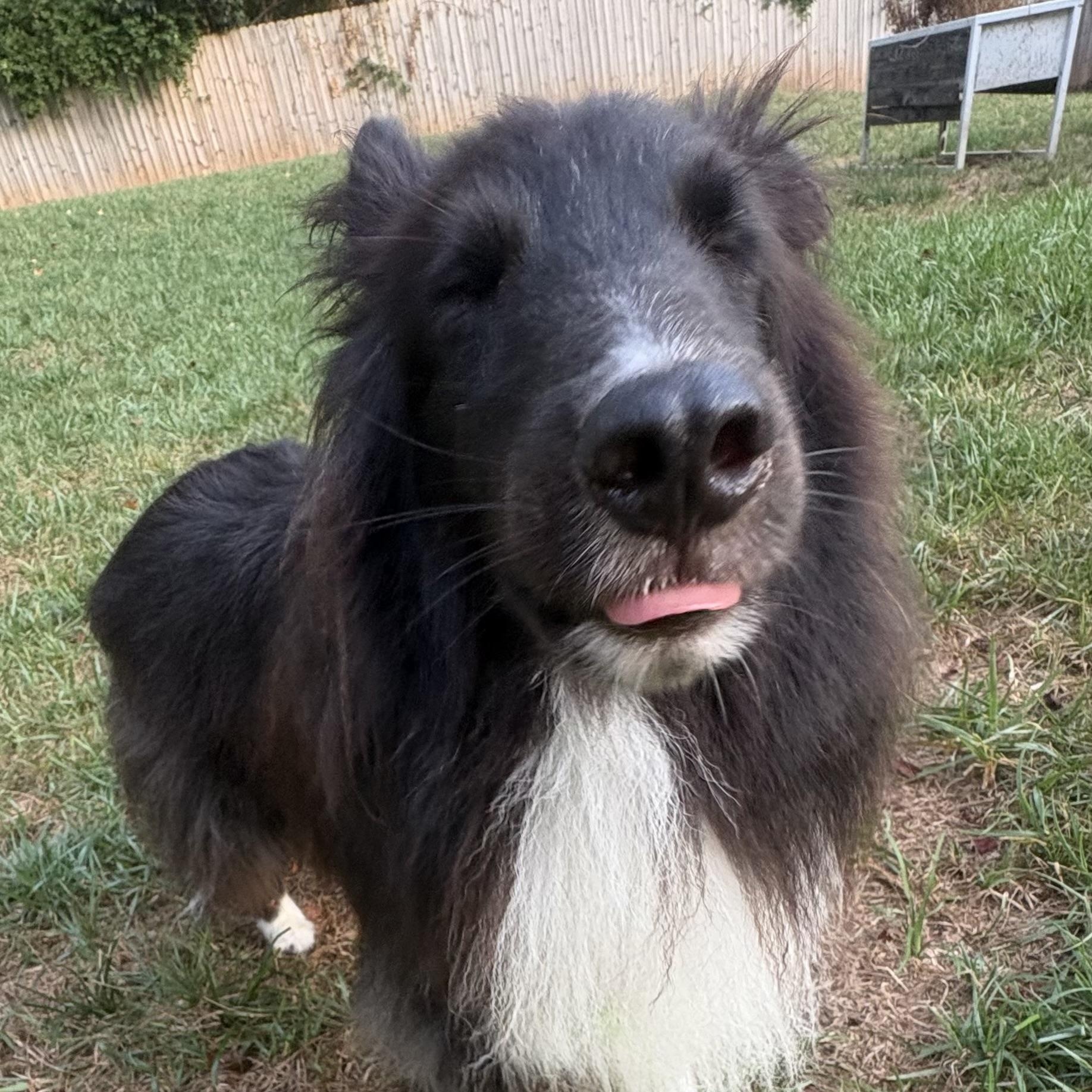 Enlarge Shadow, an adoptable Shetland Sheepdog / Sheltie in Charlotte, NC image 6/6